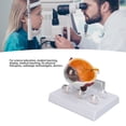 thumbnail image 2 of Modelo de Globo Ocular Ampliado Modelo de Lesión de Globo Ocular Modelo Anatómico del Ojo Humano Pantalla Precisa Modelo de Explicación de Globo Ocular Médico Ampliado con ANGGREK Otros, 2 of 7