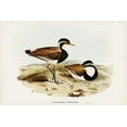 thumbnail image 2 of Gould, John 24x17 Black Ornate Wood Framed with Double Matting Museum Art Print Titled - Black-breasted Pewit-Sarciophorus pectoralis, 2 of 4