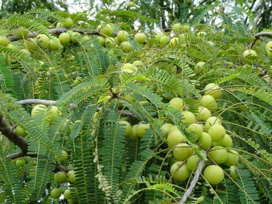 10 Amla Seeds, Indian Gooseberry Seeds, Emblica, Amalaki Seeds - 10 Seeds (Phyllanthus emblica) - 10 Count per Pack