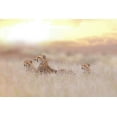 thumbnail image 2 of Ozmen, Ozkan 32x23 White Modern Wood Framed Museum Art Print Titled - Cheetah Family, 2 of 4