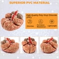 thumbnail image 4 of Modelo anatómico WICHEMI: cerebro humano en 8 partes, tamaño natural, 4 of 8