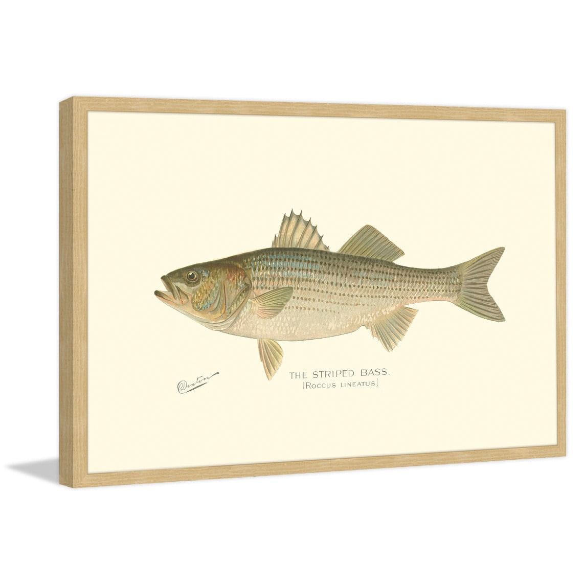 Marmont Hill "Bass" Framed Painting Print