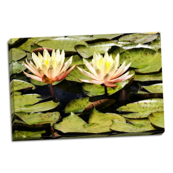 Gango Home Decor Blushing Lilies II by Alan Hausenflock (Ready to Hang); One 36x24in Hand-Stretched Canvas