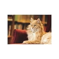thumbnail image 4 of Bookstore Cats (Hardcover), 4 of 6