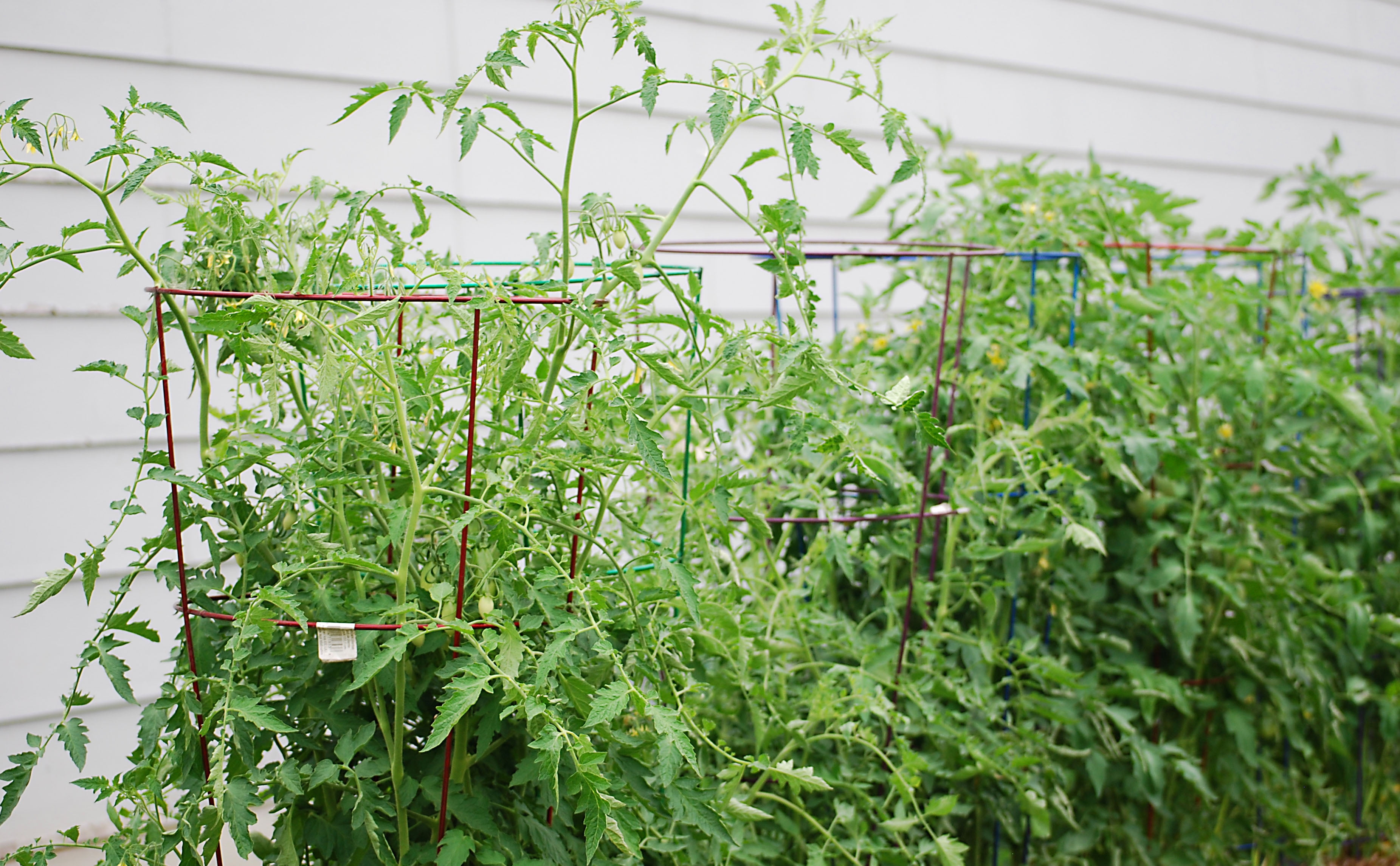 Glamos - Wire 42 in., Light Green, Heavy Duty Tomato Cages