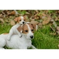 thumbnail image 4 of Hi-Line Gift Mother & Baby Jack Russell, White and Brown, 4 of 6