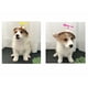 thumbnail image 2 of Sombrero de paja para gato, lindo, ajustable, hecho a mano, a la moda, divertido, para mascotas, sombrero para el sol, sombrero para perro con libélula de bambú, sombrero para gato de verano, amarillo y rojo (grande) JM, 2 of 5