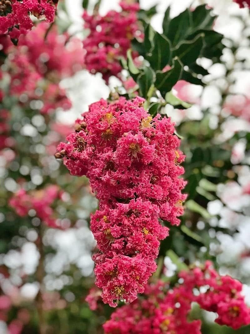 Crape Myrtle Tuscarora  30 Live Plants  Lagerstroemia Indica  Vibrant Red Flowers  Fast-Growing Ornamental Shrub  Drought-Tolerant  Garden Beauty