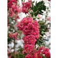thumbnail image 4 of Crape Myrtle Tuscarora  20 Live Plants  Lagerstroemia Indica  Vibrant Red Flowers  Fast-Growing Ornamental Shrub  Drought-Tolerant  Garden Beauty, 4 of 9