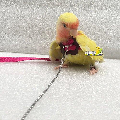 parakeet leash