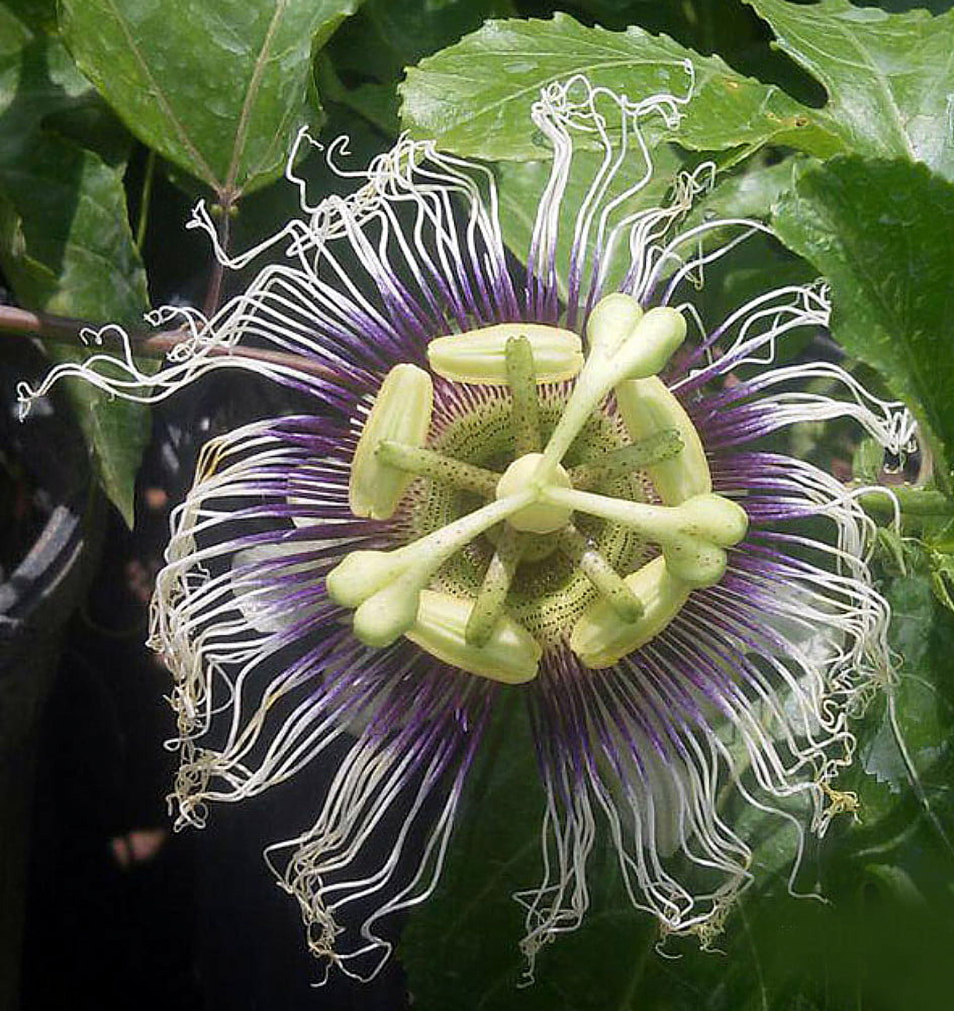 Passiflora Edulis Vine passiflora-edulis-vine