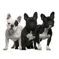 thumbnail image 2 of French Bulldogs 11 Months Wall Decal by Wallmonkeys Peel and Stick Graphic (48 in W x 37 in H) WM324388, 2 of 4