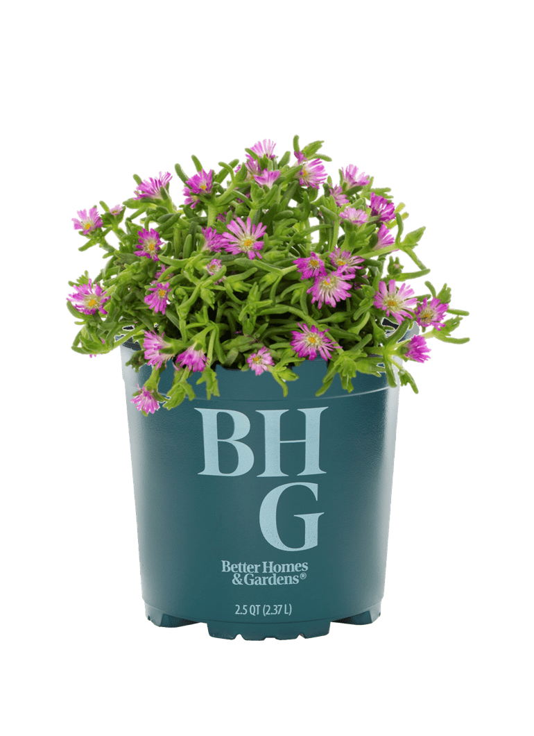 Better Homes & Gardens Delosperma Solstice Red Live Perennial Plant, Full Sun, 2 qt, 3-Pack
