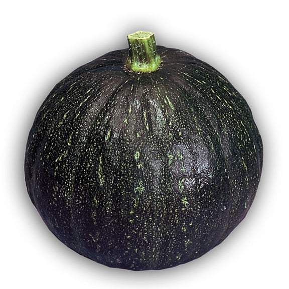 Squash Seeds - Japanese, Winter - Tetsukabuto - Hybrid - 2 g Packet ~12 Seeds - Non-GMO, F1 Hybrid - Asian Garden Vegetable