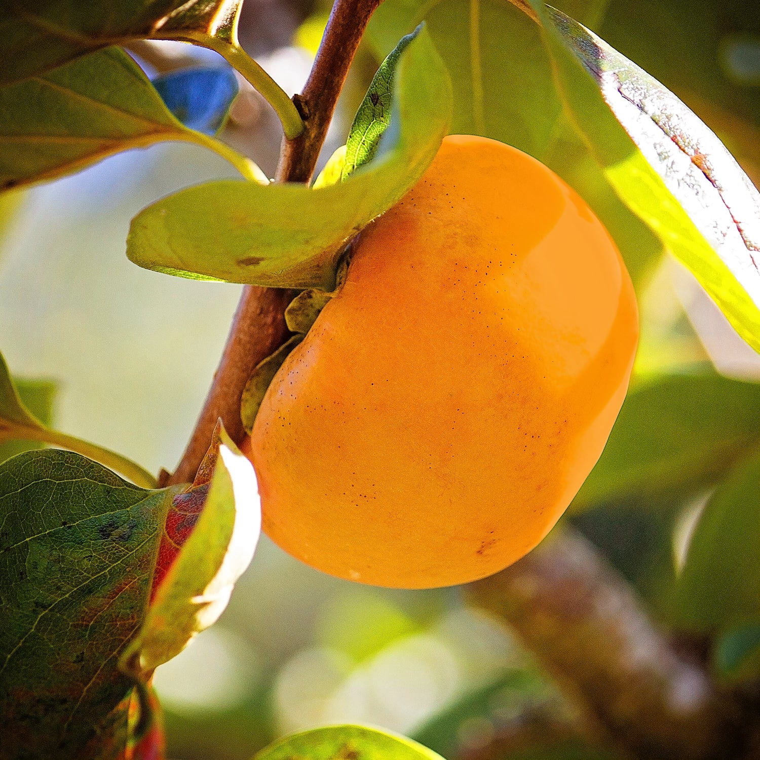 Expert Gardener 3-4 ft tall Ichi Ki Kei Jiro Persimmon Live Tree in 7-Gallon Grower Pot