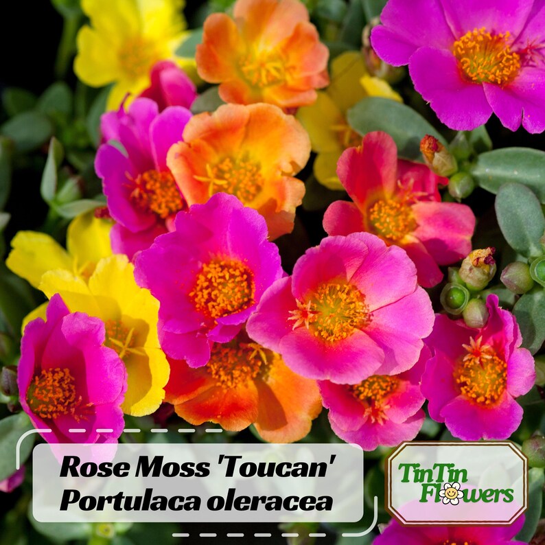 30 Seeds Rose Moss Toucan Portulaca Oleracea Heirloom Succulent Colorful Flowers Drought Tolerant Garden Planting