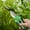 Green, variant on Pruning Shears – 6.1" Garden Clippers for Ergonomic Comfort | Sharp Blade | Rust Resistant | Garden Tool Cutter with Sharp Steel Blade | Garden Tools for Gardening Flower Plant Precise Trimming