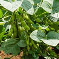 thumbnail image 2 of BeSweet 2001 Edamame Bean Seeds - 20 g Seed Packet - Non-GMO, Heirloom Be Sweet Soybean Seeds - Soy Vegetable Garden Seeds, 2 of 2