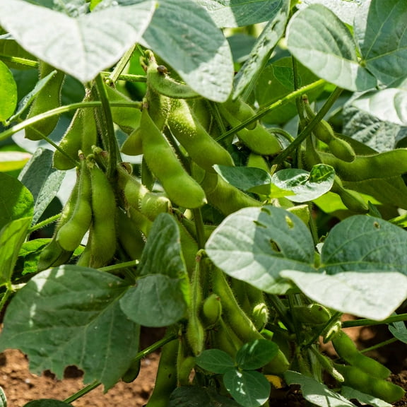 BeSweet 2001 Edamame Bean Seeds - 4 Oz - Non-GMO, Heirloom Be Sweet Soybean Seeds - Soy Vegetable Garden Seeds