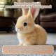 thumbnail image 5 of Hopping Bunny Toy,rabbit Plush Interactive Toys,electric Rabbit Toys, 5 of 5