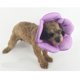 thumbnail image 2 of Colr protector para perros Cumplidos s mascotas de lesiones cómodas Púrpura - S Sunnimix Collar protector para perros, 2 of 7
