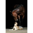 thumbnail image 2 of Horse and Dog Wall Mural by Wallmonkeys Peel and Stick Graphic (18 in H x 12 in W) WM250075, 2 of 4