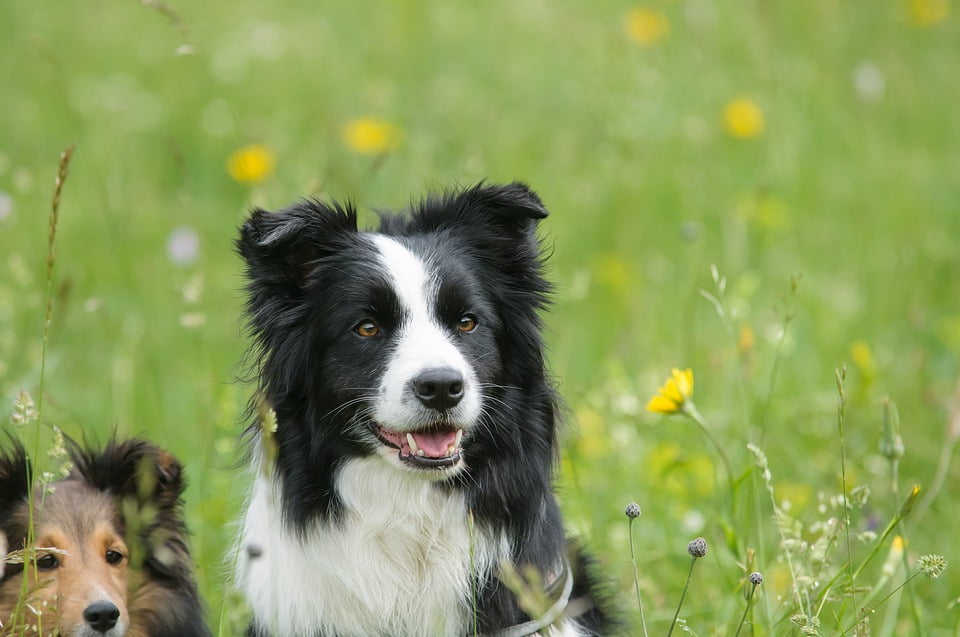 shetland sheepdog border collie