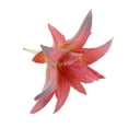 thumbnail image 4 of de Carnosa Aloe Artificial Plástico Decoración Patio Roja, 4 of 5