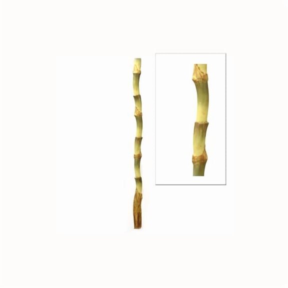 37' Bird of Paradise Stalk