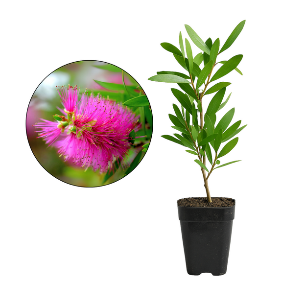 My Shelfie – Purple Bottlebrush Starter Plant (Callistemon citrinus ‘Jeffersii’), 2-Inch Live Plant, Pink-Purple Floral Shrub for Outdoor Landscape Garden, Hummingbird & Butterfly Friendly