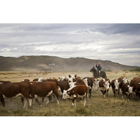 Gauchos with Cattle at the Huechahue Estancia, Patagonia, Argentina, South America Print Wall Art By Yadid