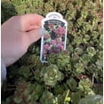 thumbnail image 3 of Sedum Dragons Blood- Quart pot— Green to Red plant— Drought resistant— Succulent, 3 of 5