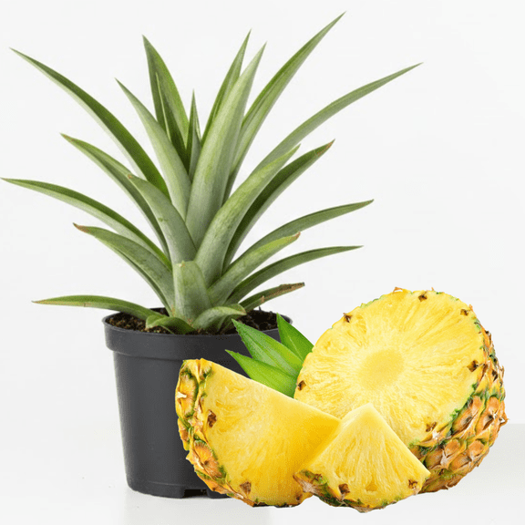 Sugarloaf Pineapple Tree Live Plant, Sweet and Fragrant, Ananas Comosus, Yellow Pineapple Seedling for Outdoor Planting