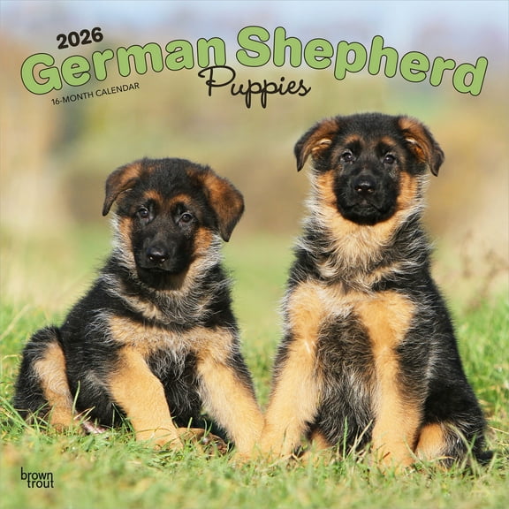 German Shepherd Puppies | 2026 12x24" (Hanging) Wall Calendar | Plastic-Free