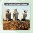 thumbnail image 3 of Scarecrow Fake Owl Decoys - Pest Repellent Garden Protectors - (small) (set of 3), 3 of 8