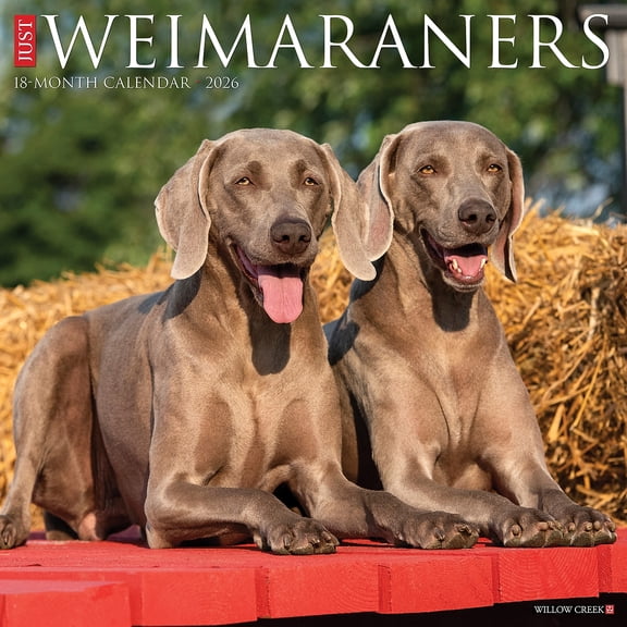 Willow Creek Press, Just Weimaraners 2026 Wall Calendar, 12'' X 12'', 18-Month Calendar with Stapled Binding