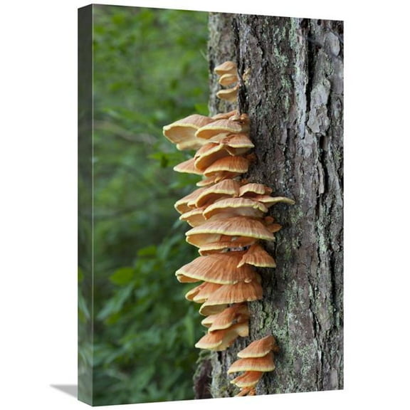 Global Gallery  Chicken of the Woods Fungus Growing on Tree Trunk - Tongass National Forest - Alaska Art Print - Matthias Breiter