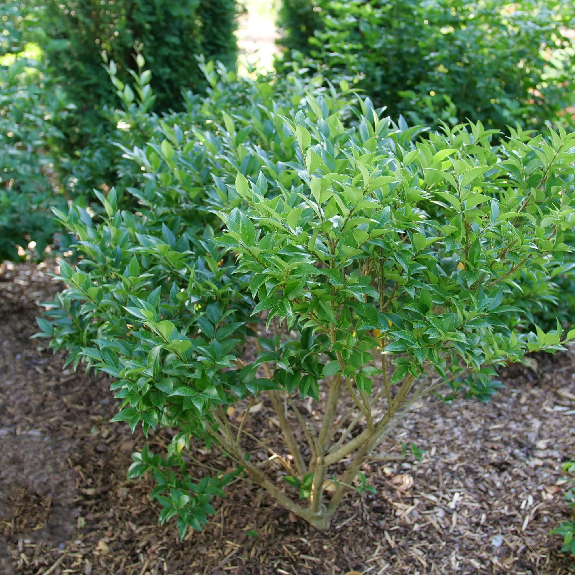 Proven Winners ColorChoice 5" Kindly Privet Live Plant in 4.5" Pot (4 Count)