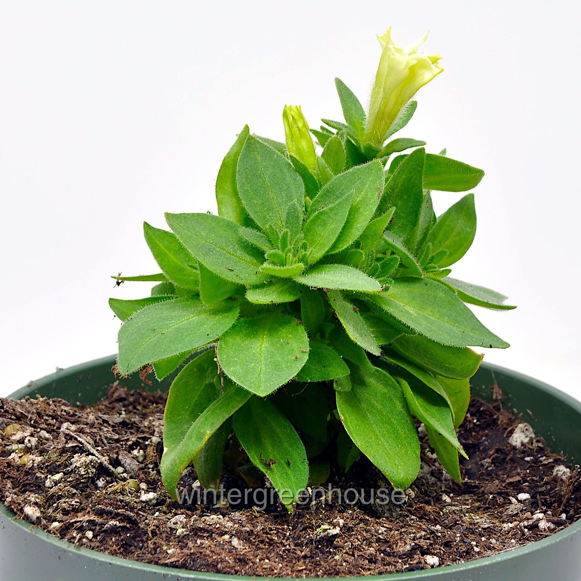 Petunia, Firefly - Pot Size: 4.5" - Flowering Plants, Plants