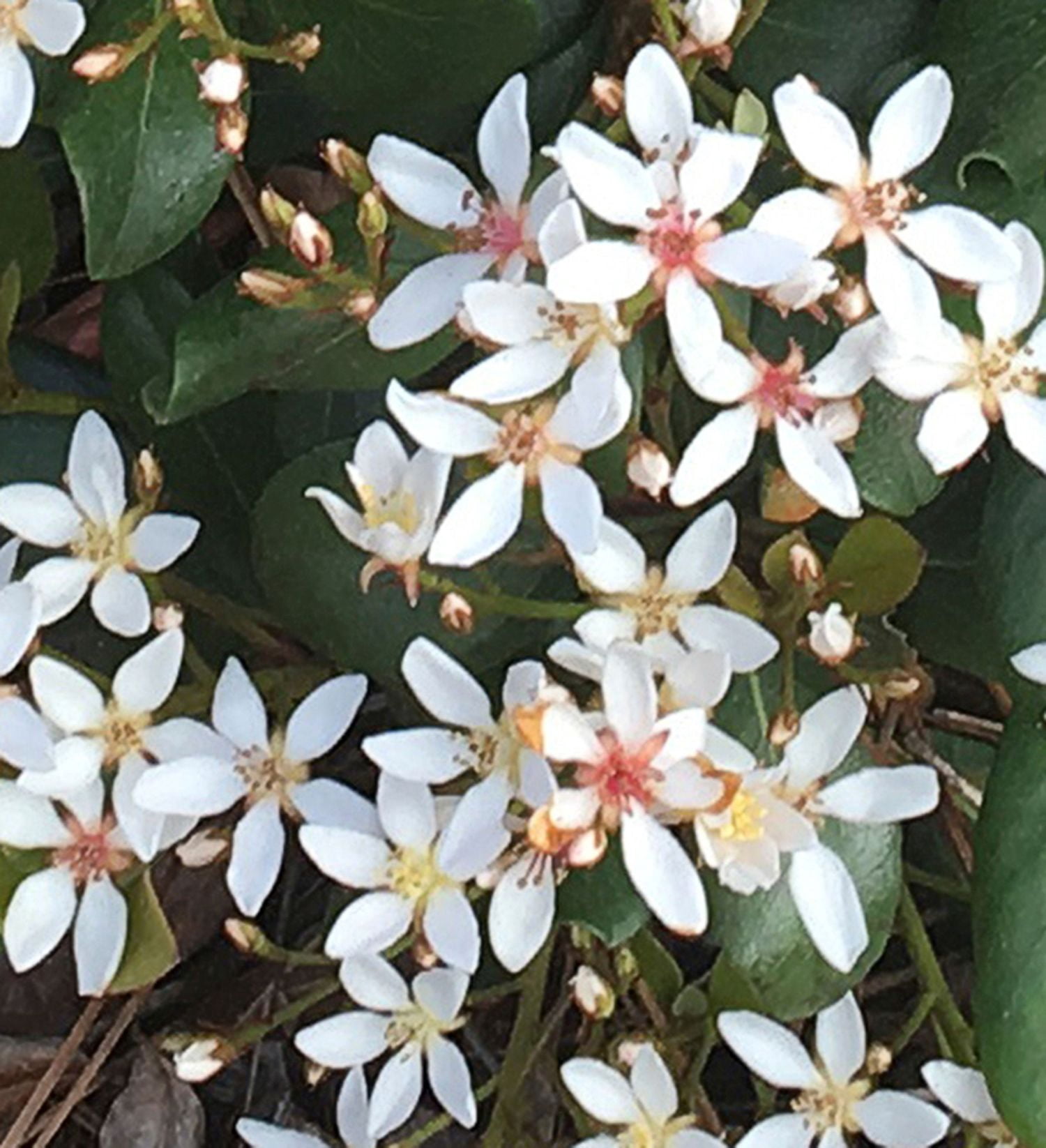 Southern Living Clean Sweep Snowbank Indian Hawthorne Live Shrub in 2-Gallon Grower Pot