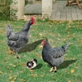 thumbnail image 6 of StSilkitty Realistic Funny Chicken Outdoor Statues,Weatherproof Acrylic Farm Style Animal Shapes for Garden,Backyard Decoration and Art, 6 of 7