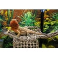 thumbnail image 6 of Penn-Plax Reptology Lizard Lounger Corner Triangle with Ladder– 100% Natural Seagrass Fiber– Large - For Terrarium Tanks, 6 of 8