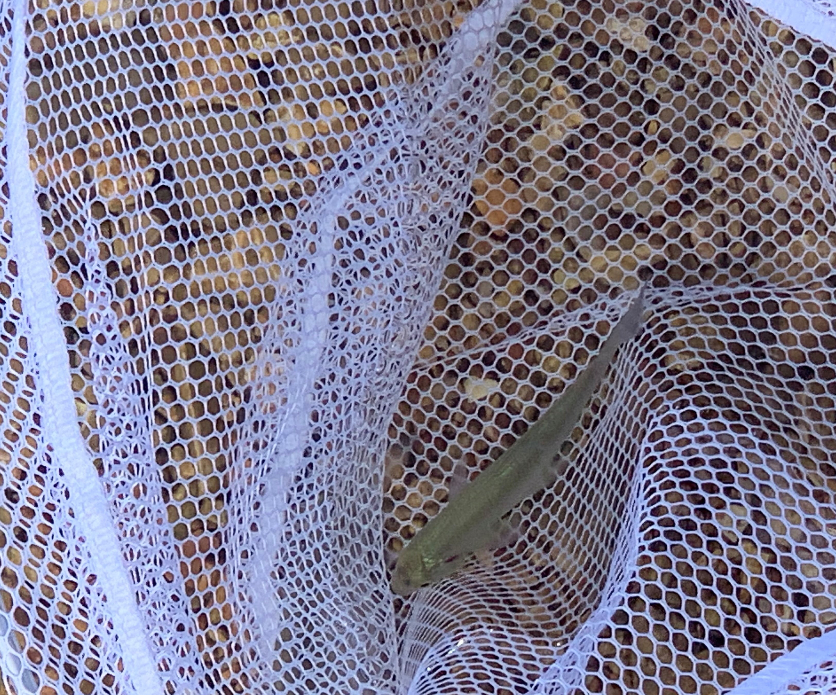 Filet de pêche à manche en bois Baitwell Frabill 3049 de Plano Molding Cerceau de 9 x 8 po en forme de D avec poignée fixe