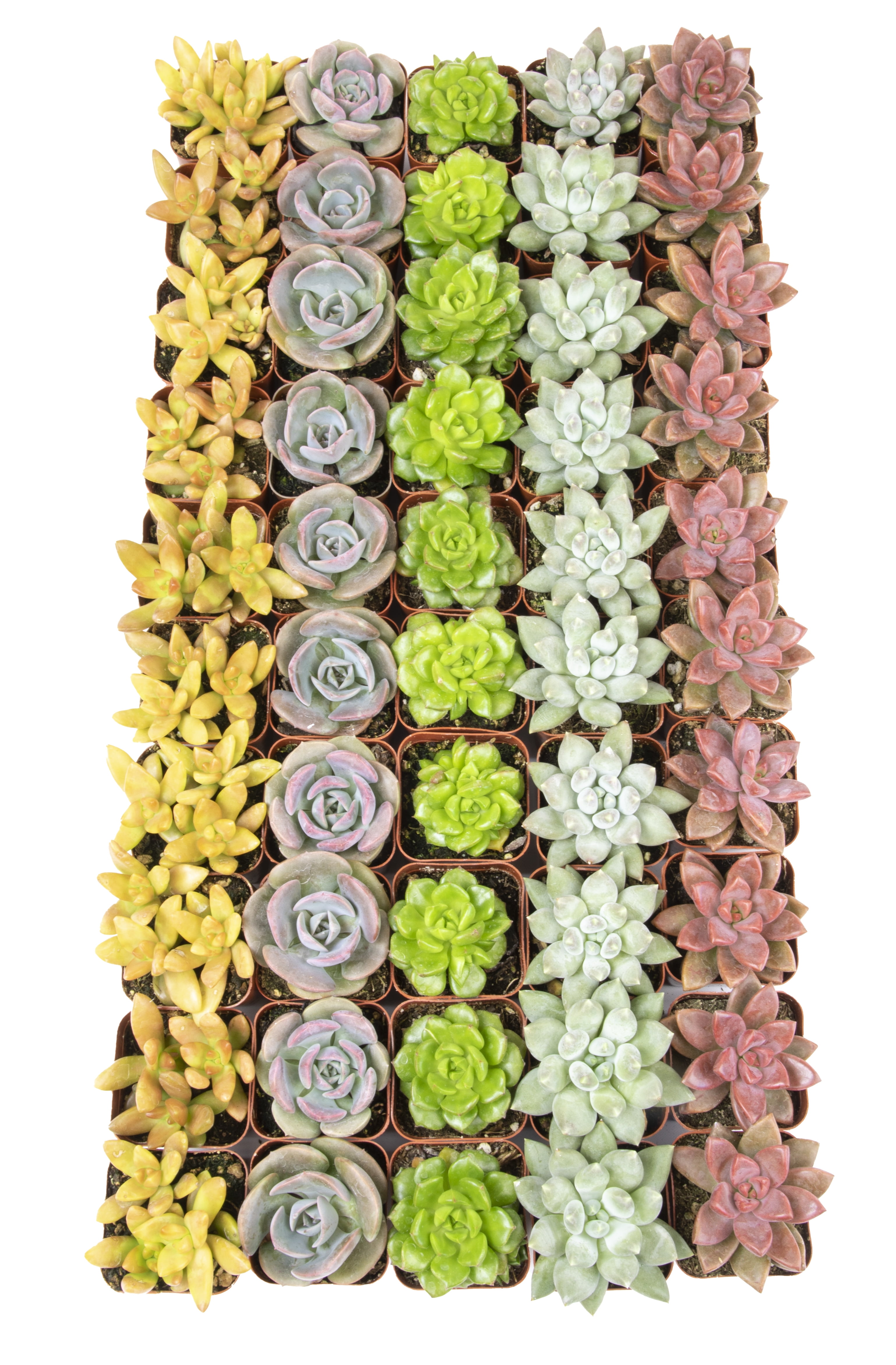 Altman Plants Bulk Succulent Plants (50PK) Live Plants - Small Real Succulents - 2 in Pots