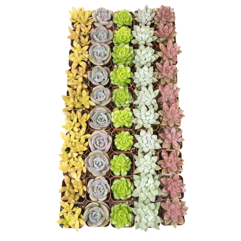 giant succulent plants Giant Succulent Artificial Plant in Terra Cotta Planter