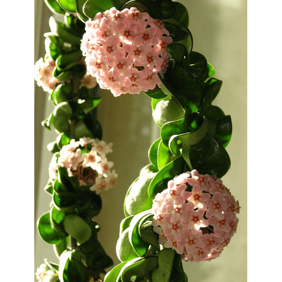 Hoya Hindu Rope Plant Live, Hoya Plant Live Houseplants 3 Inches Potted