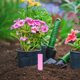 thumbnail image 5 of 100 Unidades De Etiquetas De Plástico Etiquetas Para Jardín Etiquetas Para Jardinería Etiquetas Para Suelo, 5 of 7