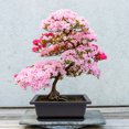 thumbnail image 2 of 5 sets Flowerpots de plástico Bonsai Flor Pot Jardinería Soporte de planta suculenta, 2 of 5