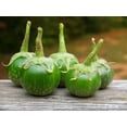 thumbnail image 4 of TomorrowSeeds - Petch Siam Thai Eggplant Seeds - 600+ Count - For 2026 Planting Small Green Brinjal, 4 of 9