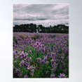 thumbnail image 2 of Lavender Field Poster Wall Art, Modern Wall Decor For Living Room Bedroom, 24x36 UNFRAMED, 2 of 3
